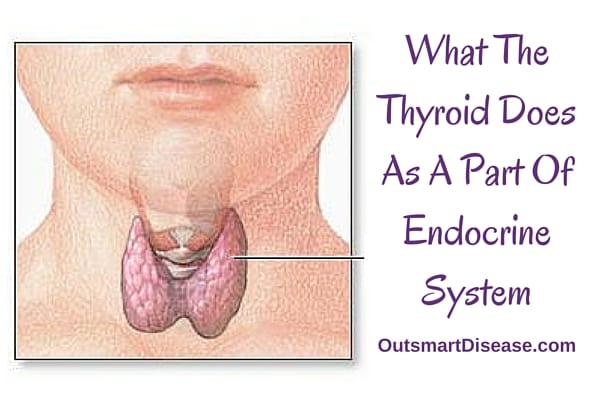 Thyroid In Endocrine System